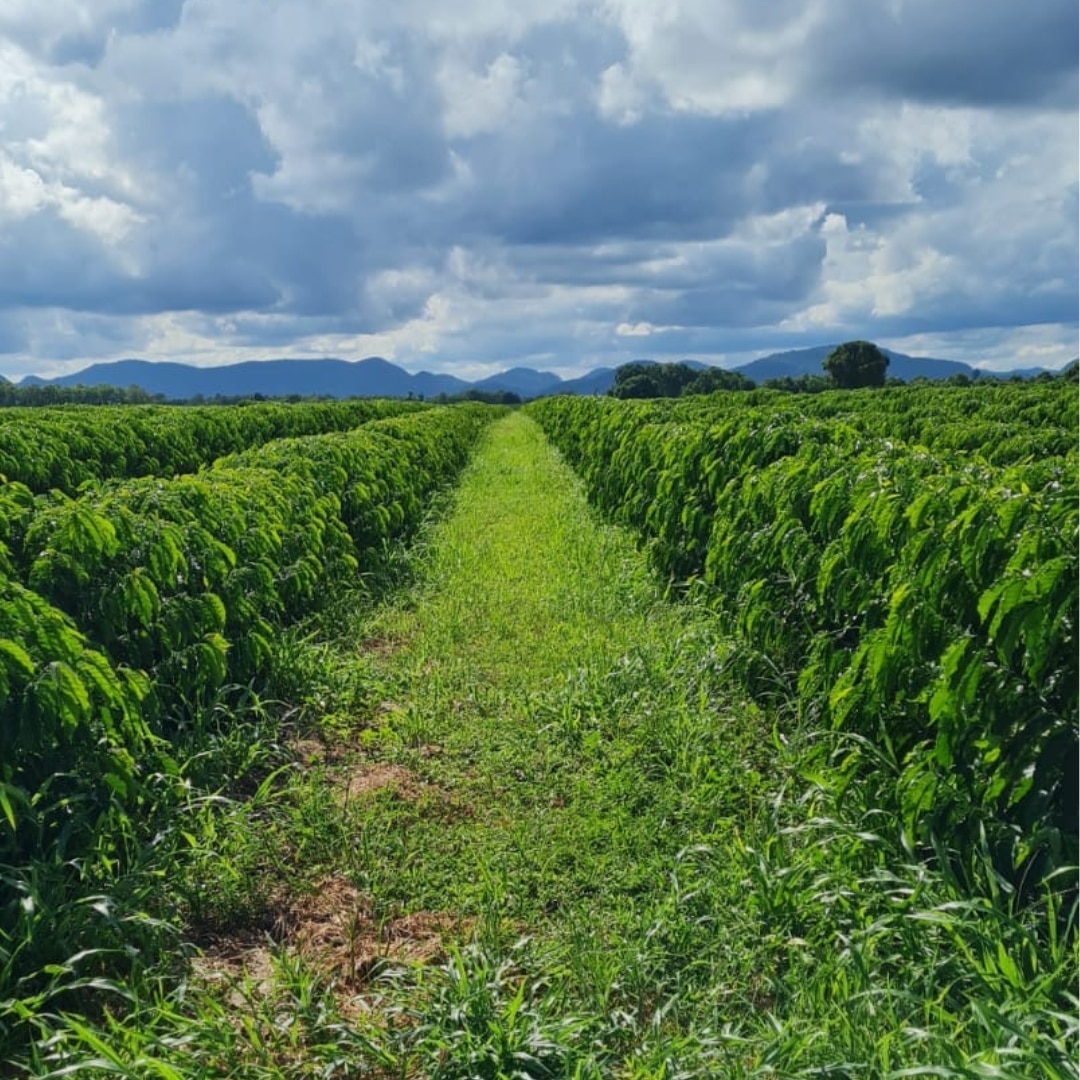 Minas Gerais Swiss Water Decaf 2/3 MTGB GC