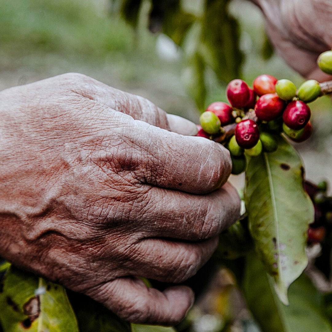 Antioquia Swiss Water Decaf Excelso EP