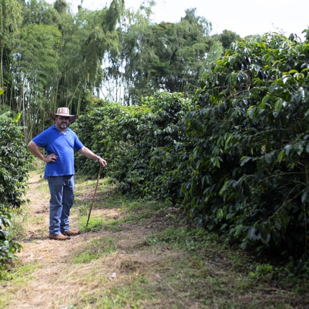 Finca Milan Culturing Nitro 'Toffee' Fermentation Caturra