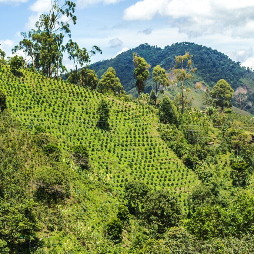 Viejo Caldas EA Decaf