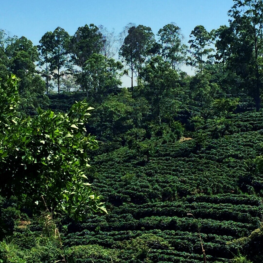 Pérez Zeledón Washed SHB/EP