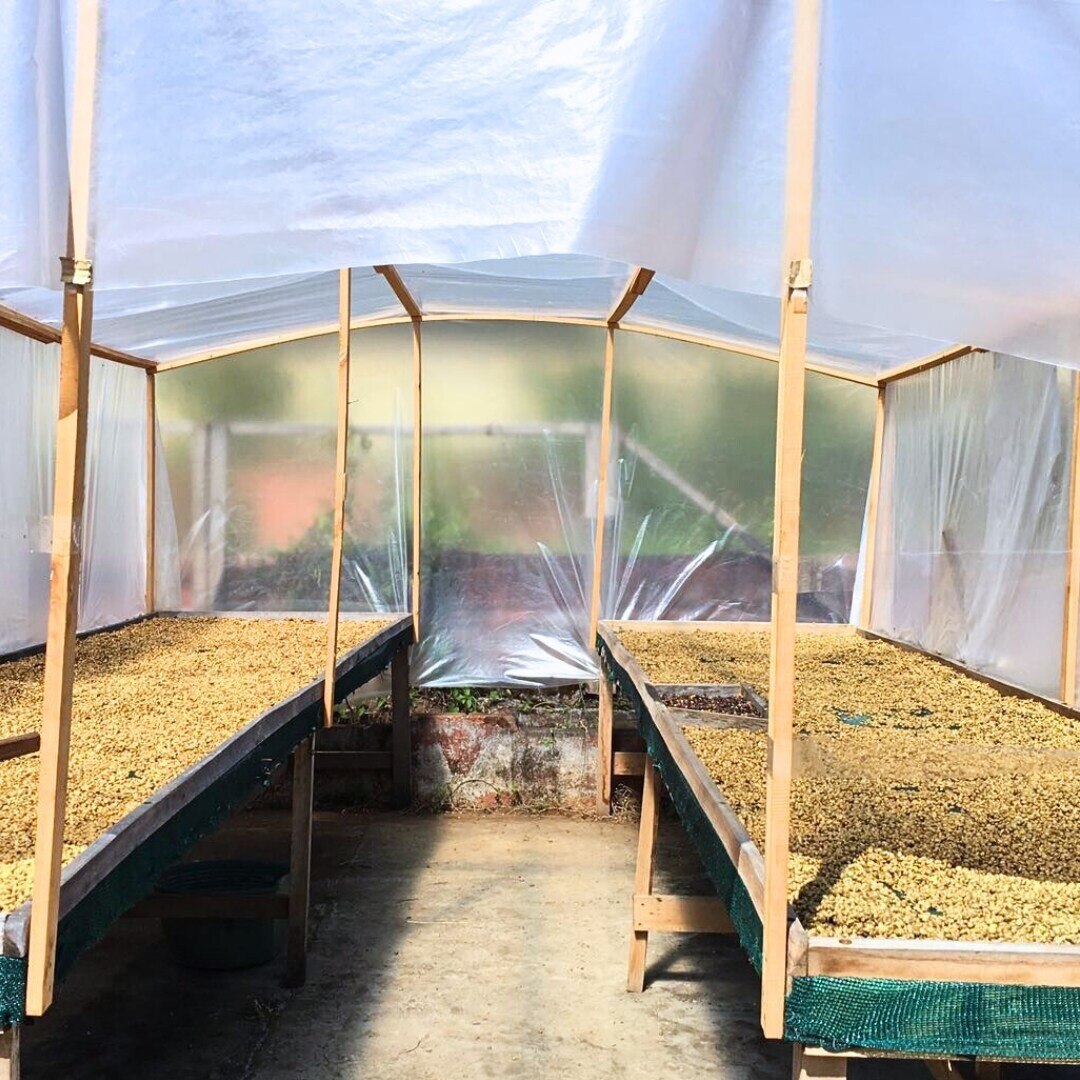 Tarrazú San Diego Anaerobic SHB