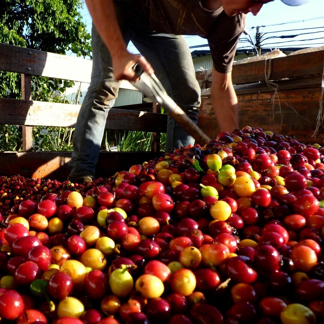 San Diego Tarrazú Natural SHB/EP