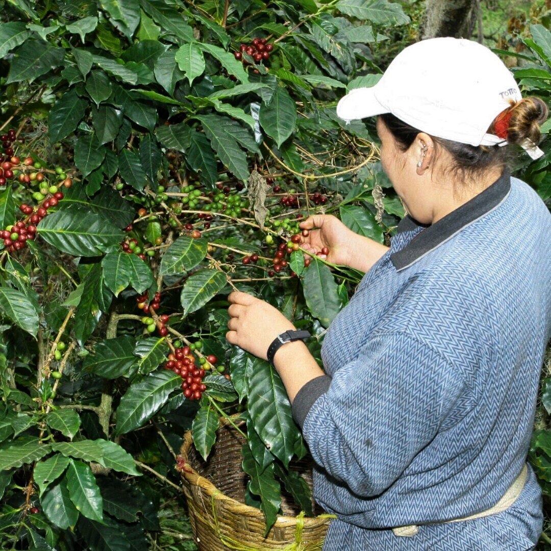 Tica Linda Honey Women Producers SHB/EP