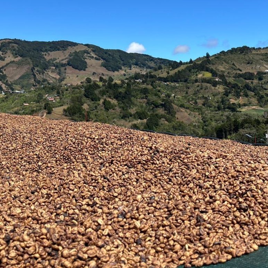 San Diego Tarrazú Natural Anaerobic SHB