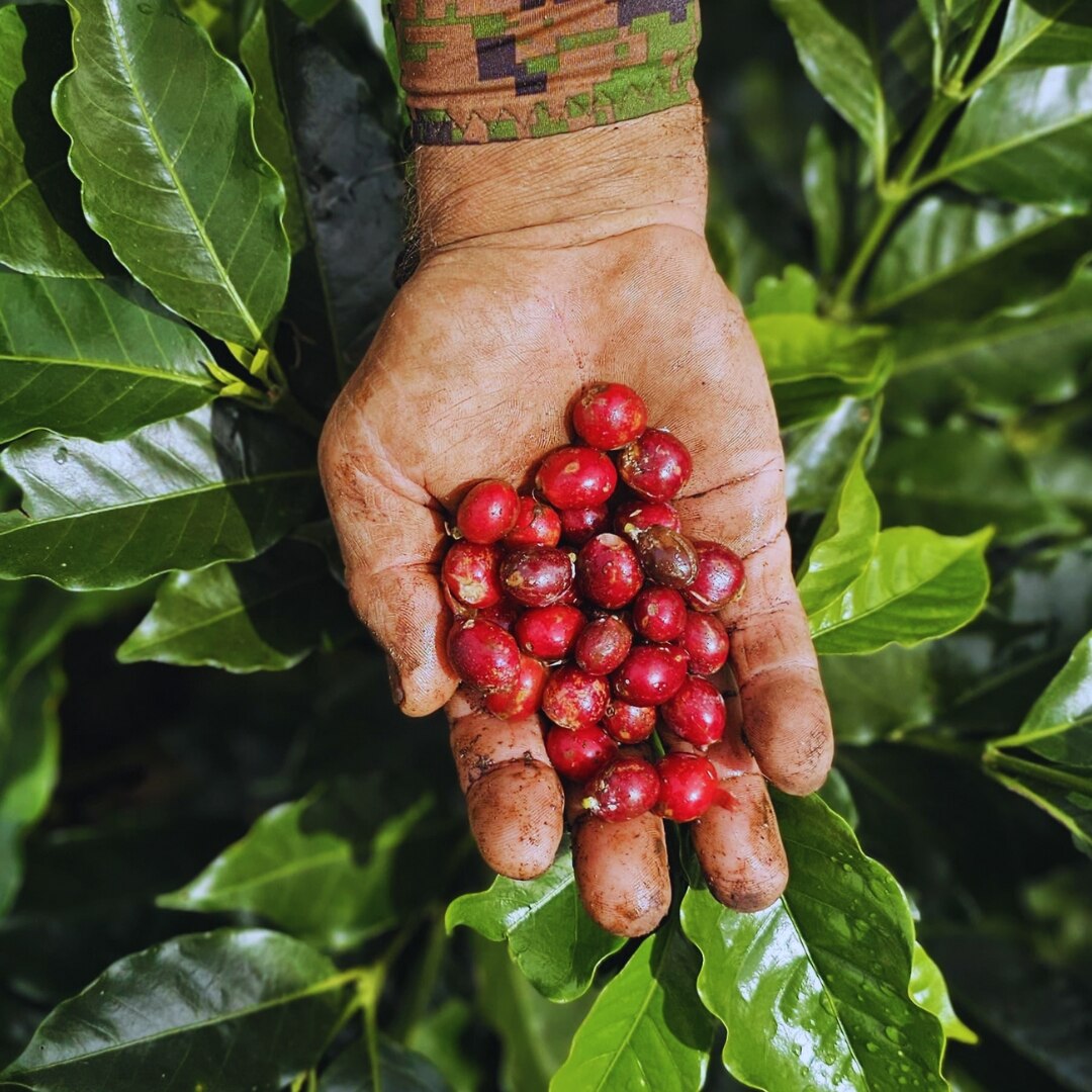 Finca El Centro Kenia Natural