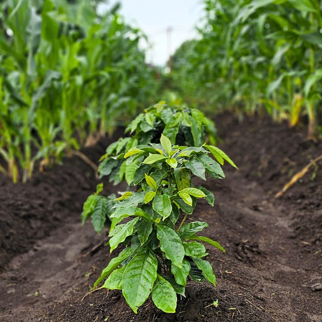 Finca El Centro Kenia Washed