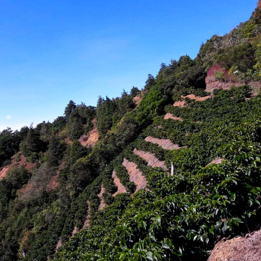 Finca Don José Java Natural