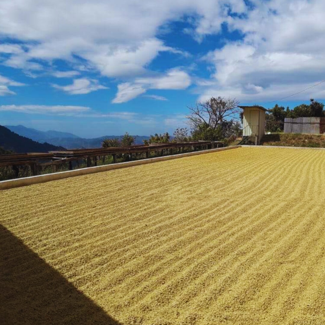 Cerro Dragon Micro Mill Geisha Honey