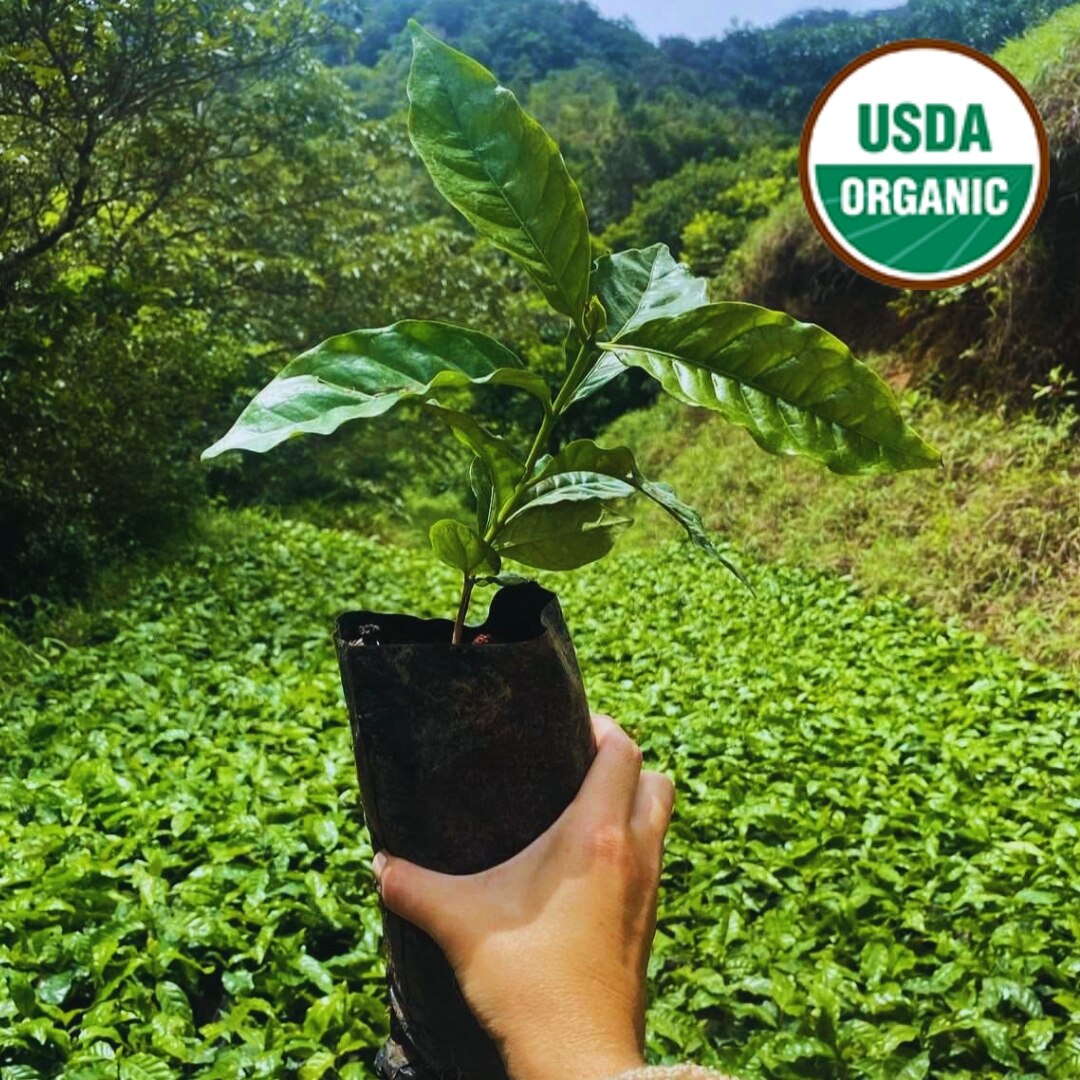 Hacienda La Amistad Organic Natural SHB EP