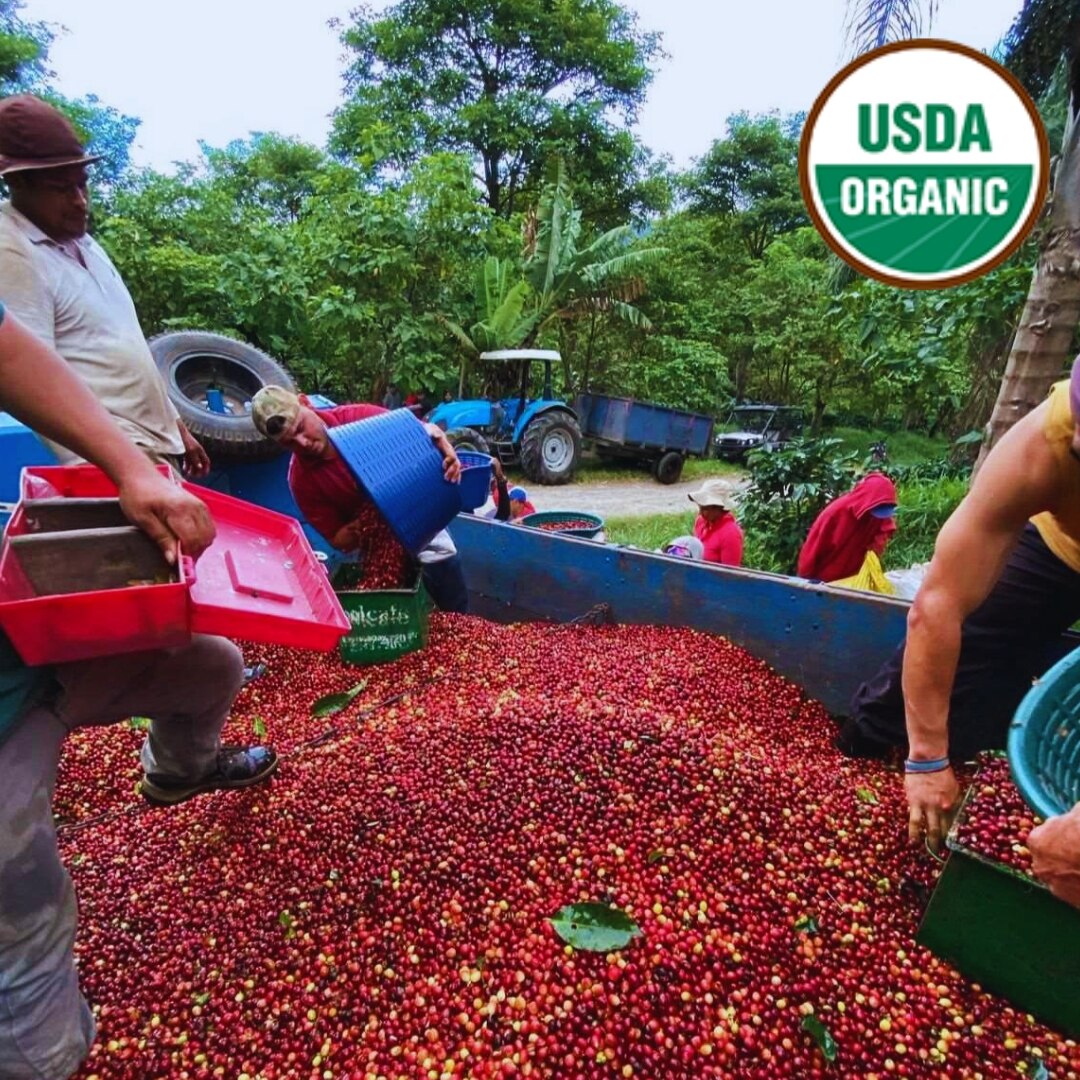 Hacienda La Amistad Organic Washed SHB EP
