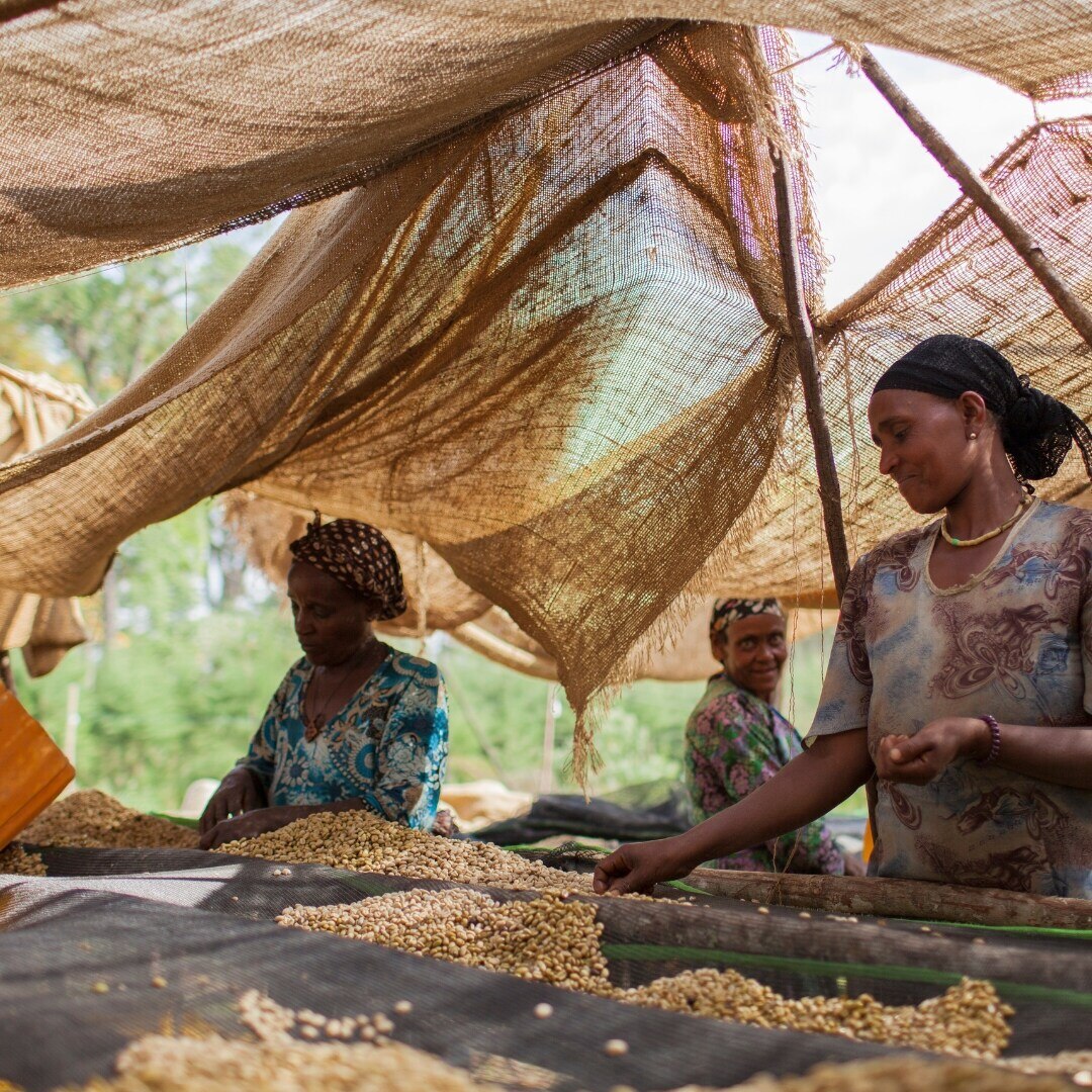 Limu Feyisa Abamecha G2 Washed