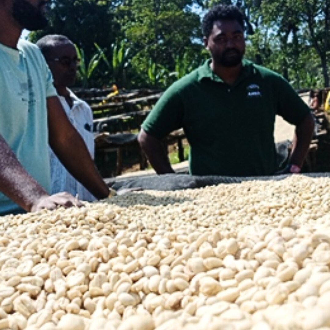 Guji Dogo Sodu G2 Washed