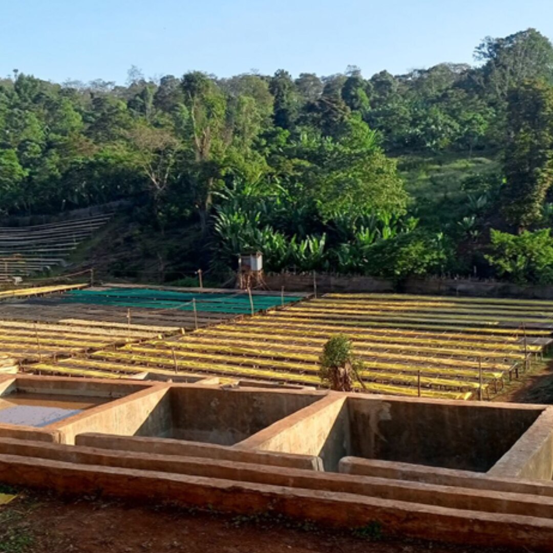 Yirgacheffe Chelchele G1 Washed