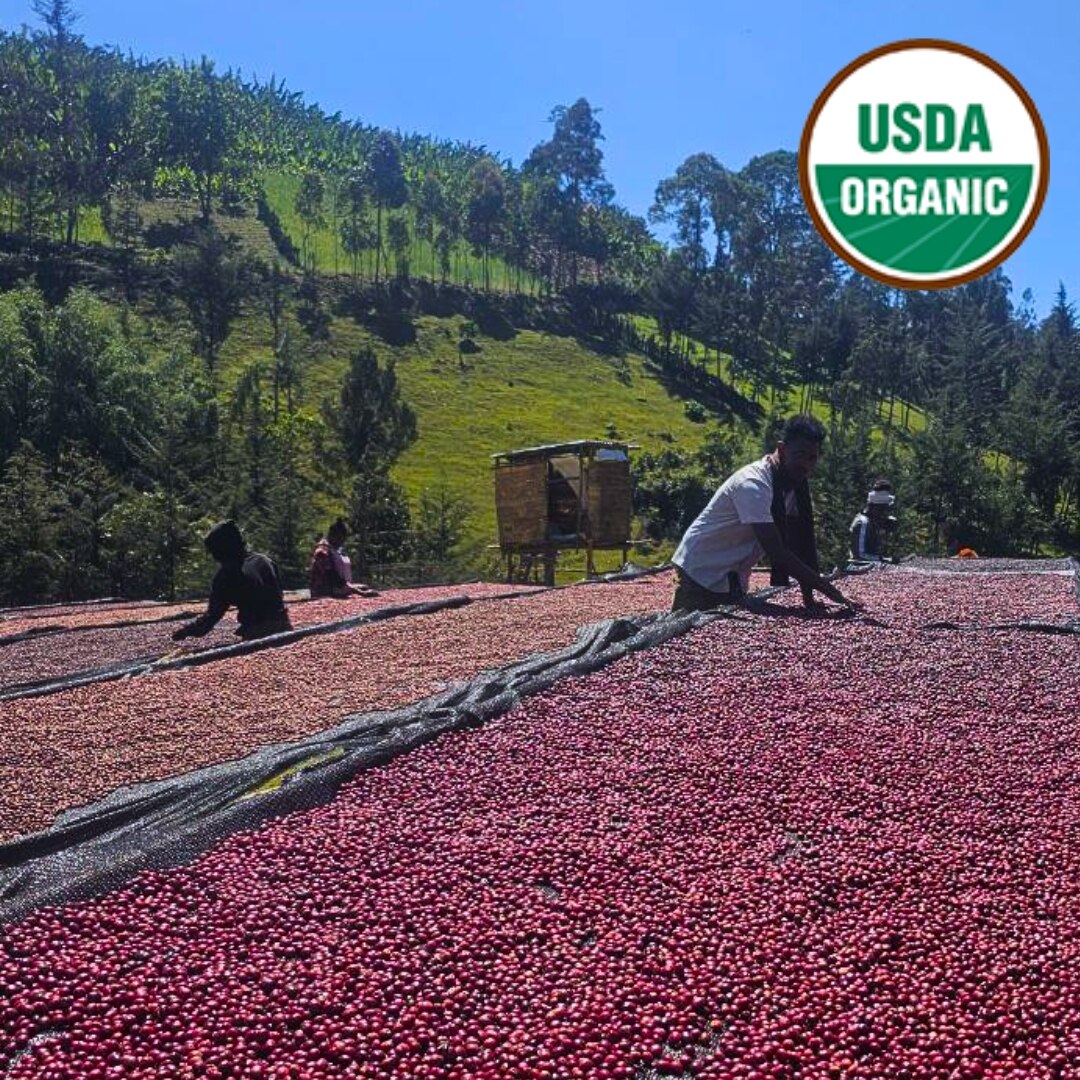 Ethiopia Organic Sidama Bura Hamasho G1 Natural