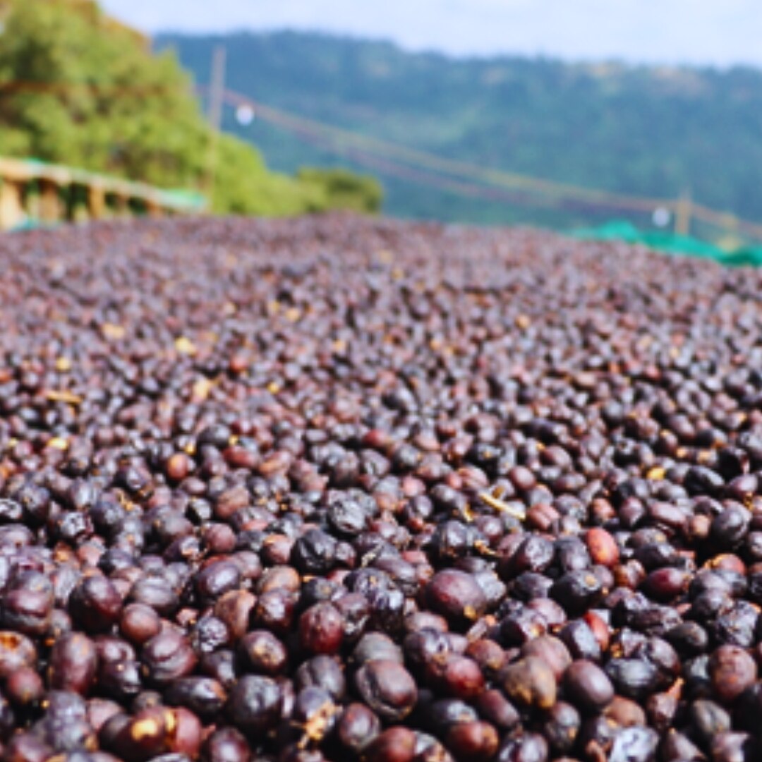 Guji Danbi Udo G2 Natural