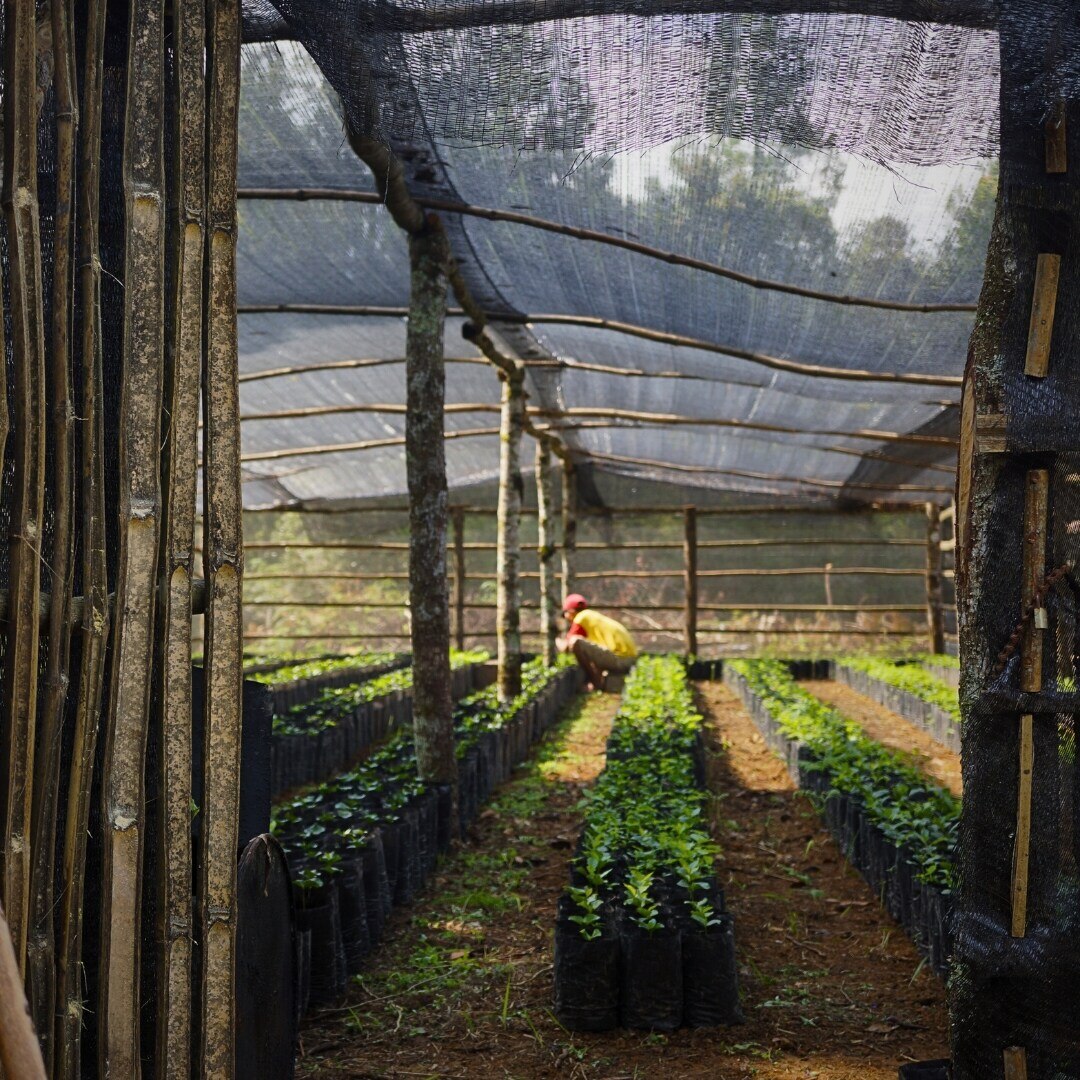 Sumatra Mandheling G1 TP Wet Hulled