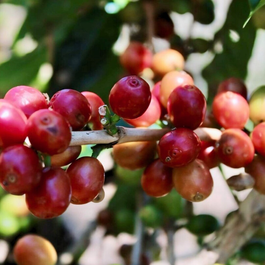 West Java Blue Batavia G1 TP Semi-Washed