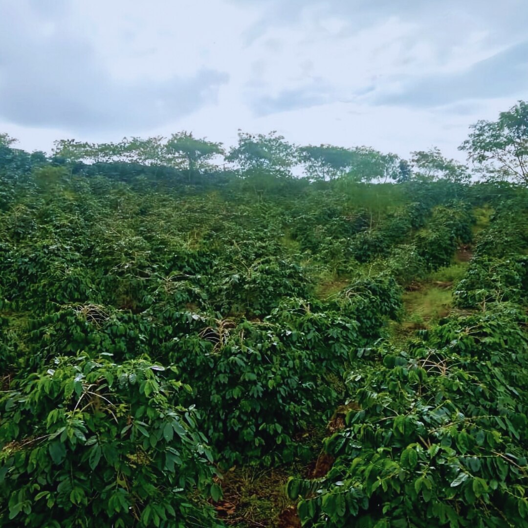 West Java Bandung G1 TP Semi-Washed