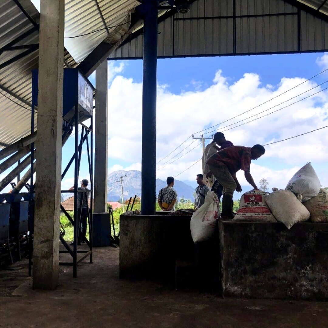 Bali Kintamani G1 TP Semi-Washed