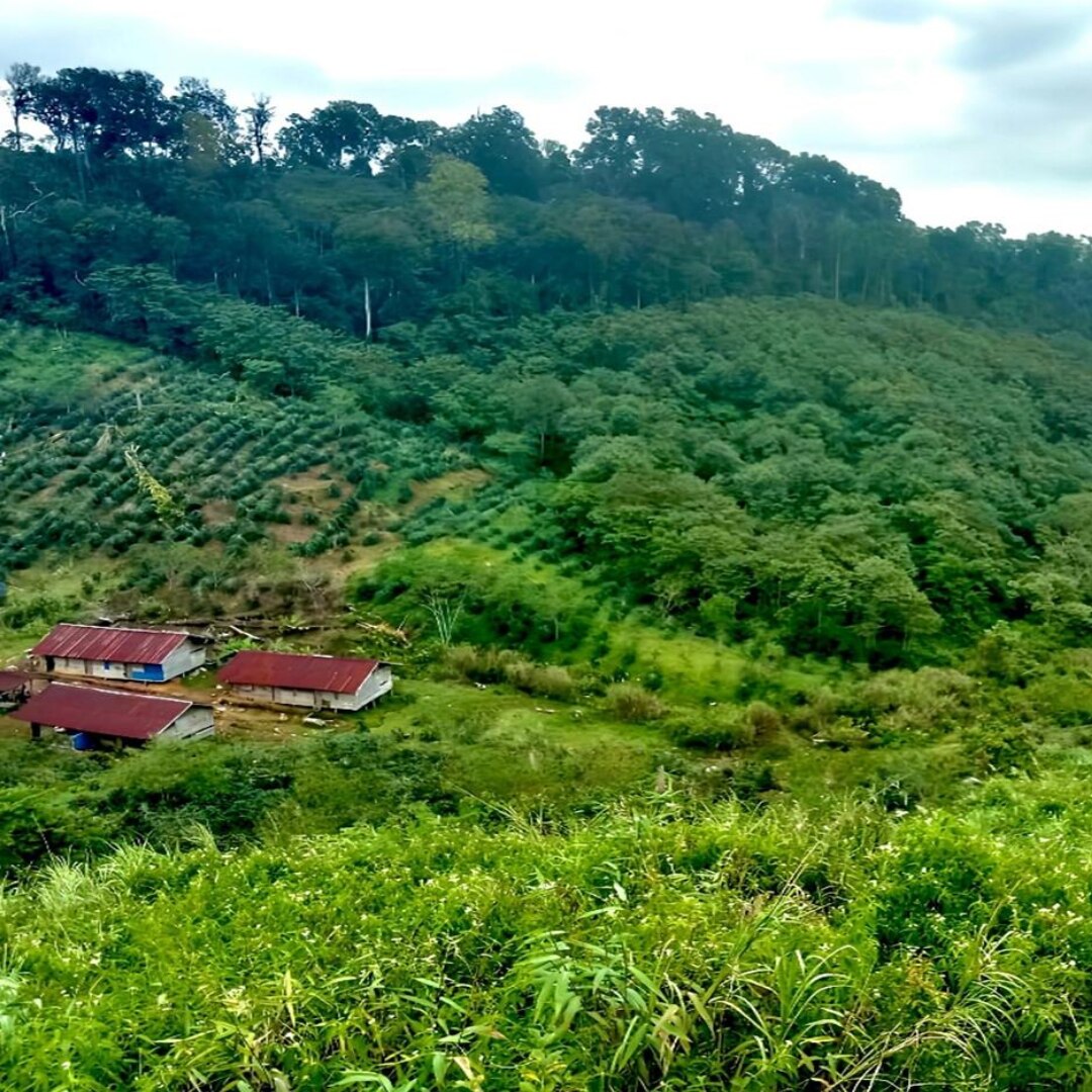 Sumatra Gajah Estate G1 TP Natural