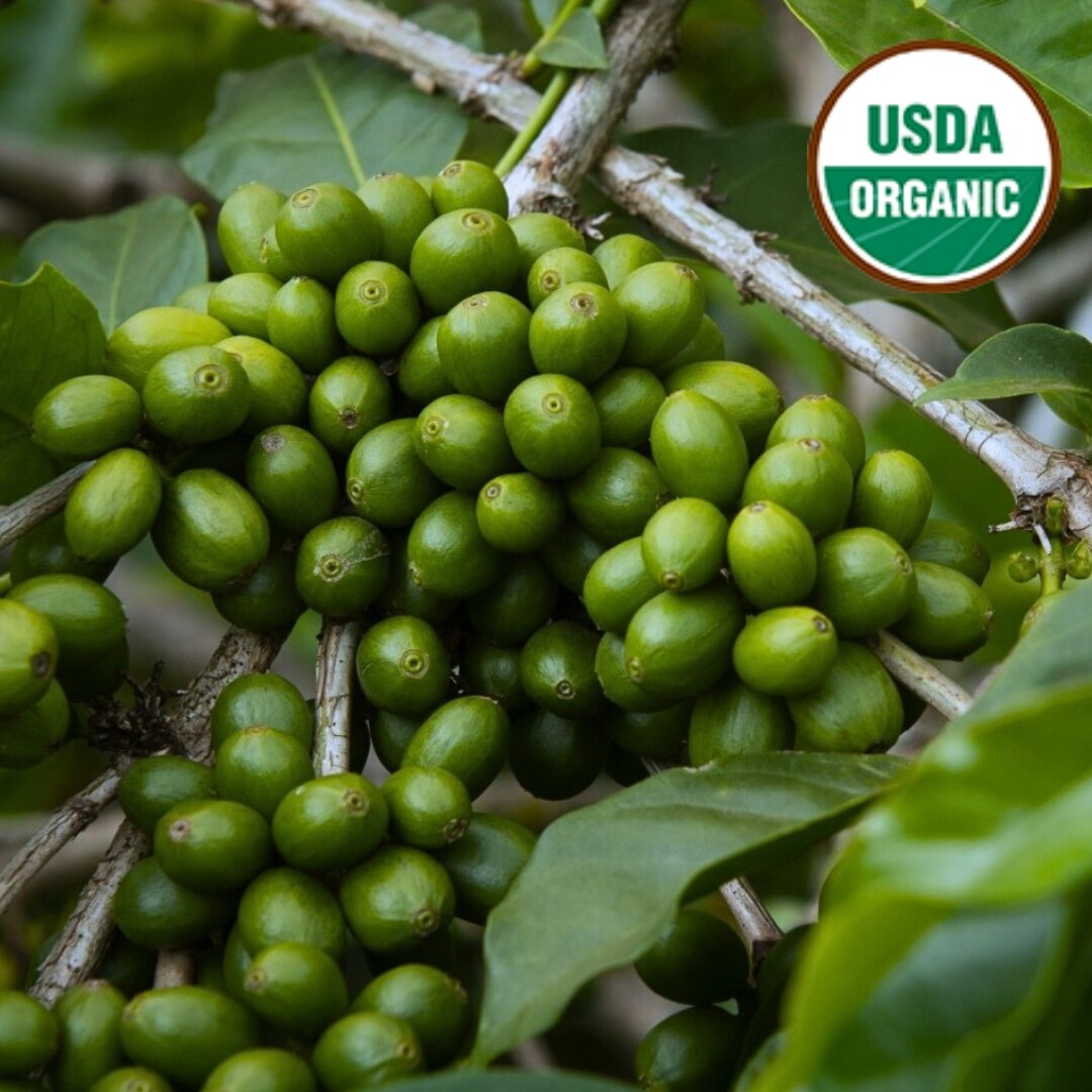 Chiapas Organic Swiss Water Decaf HG EP