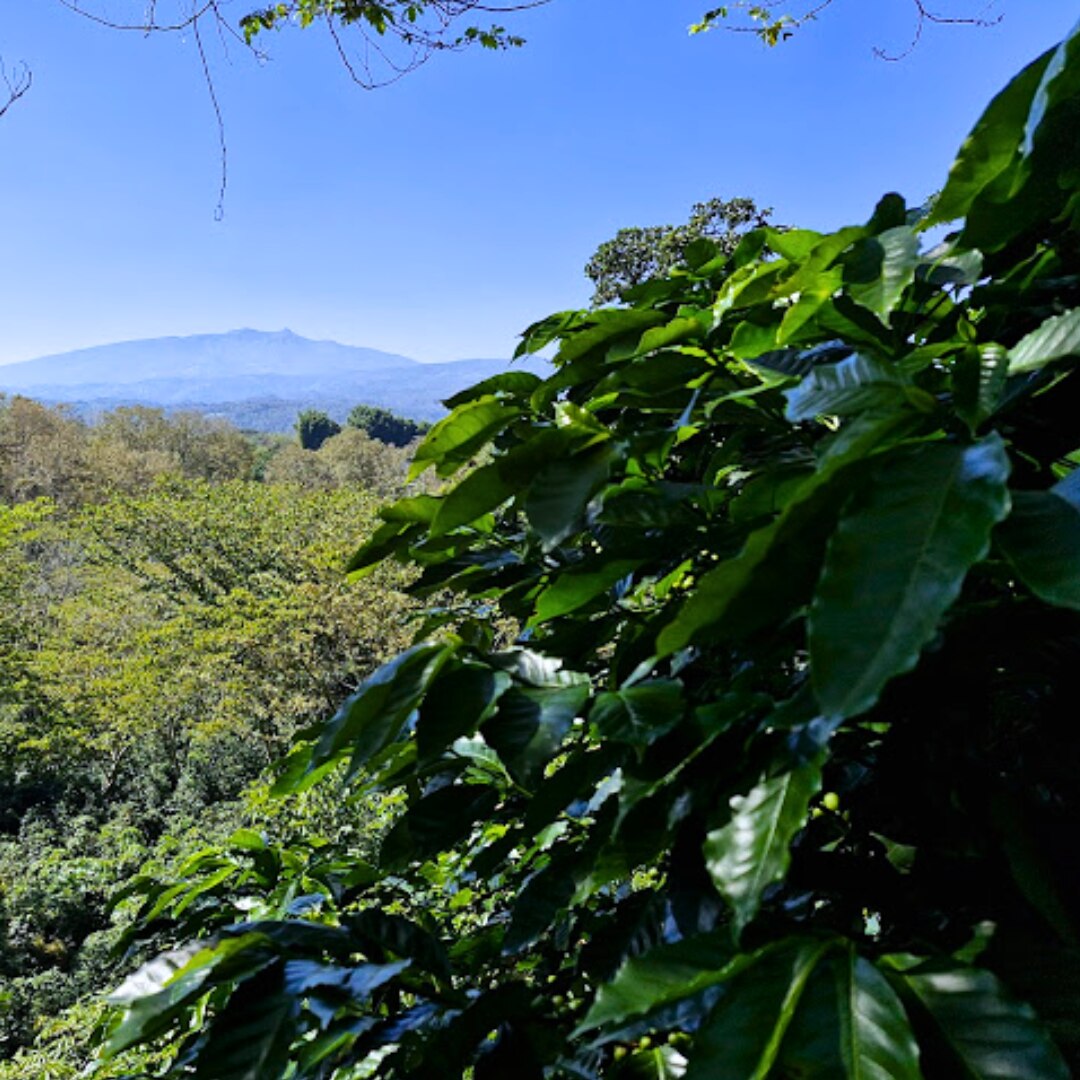 Finca Fatima Especial Washed HG