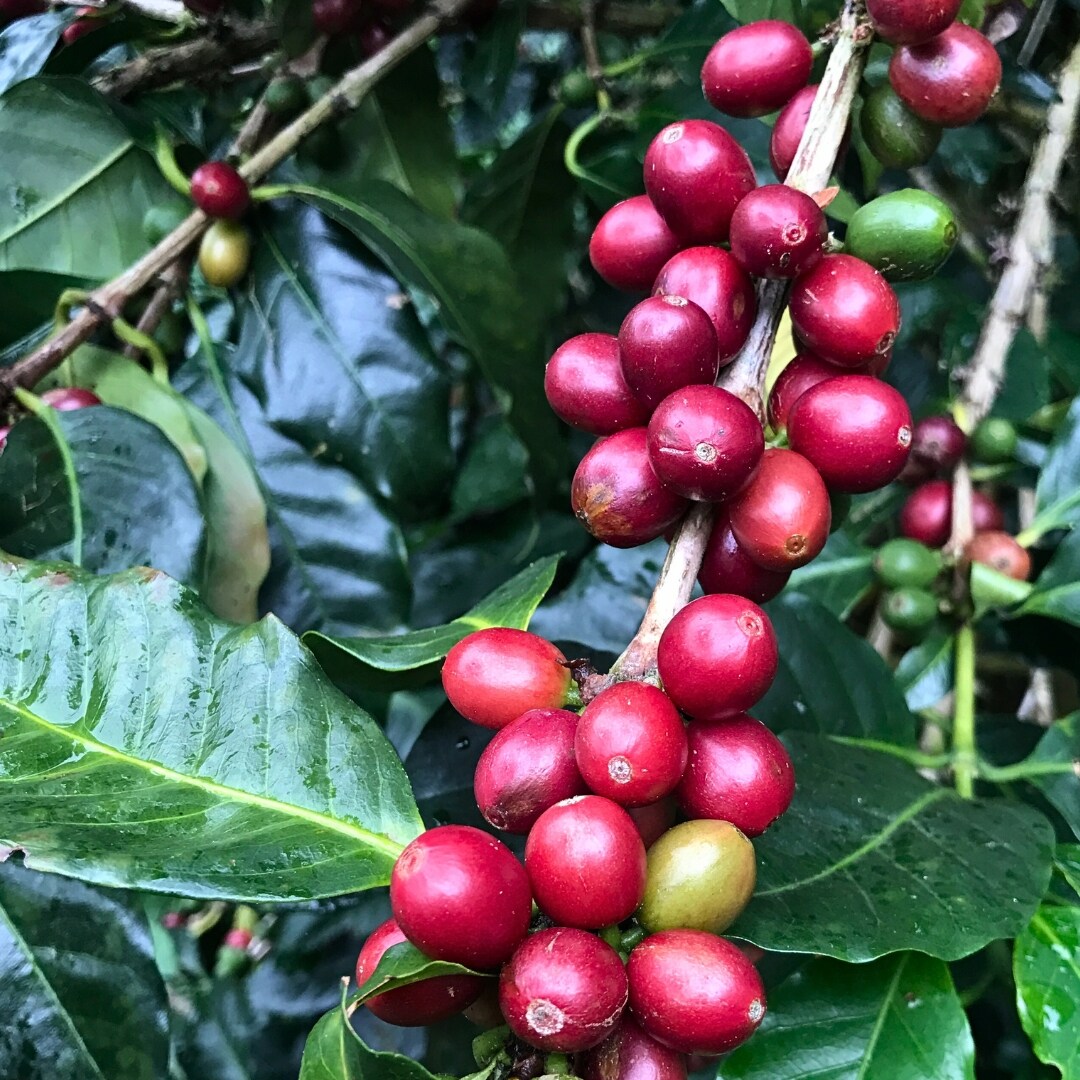 La Bastilla Las Brisas Centroamericano Washed SHG/EP