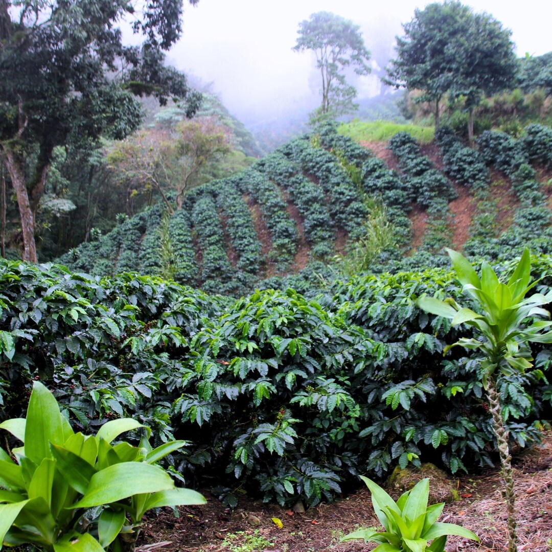 La Bastilla Java Washed SHG/EP