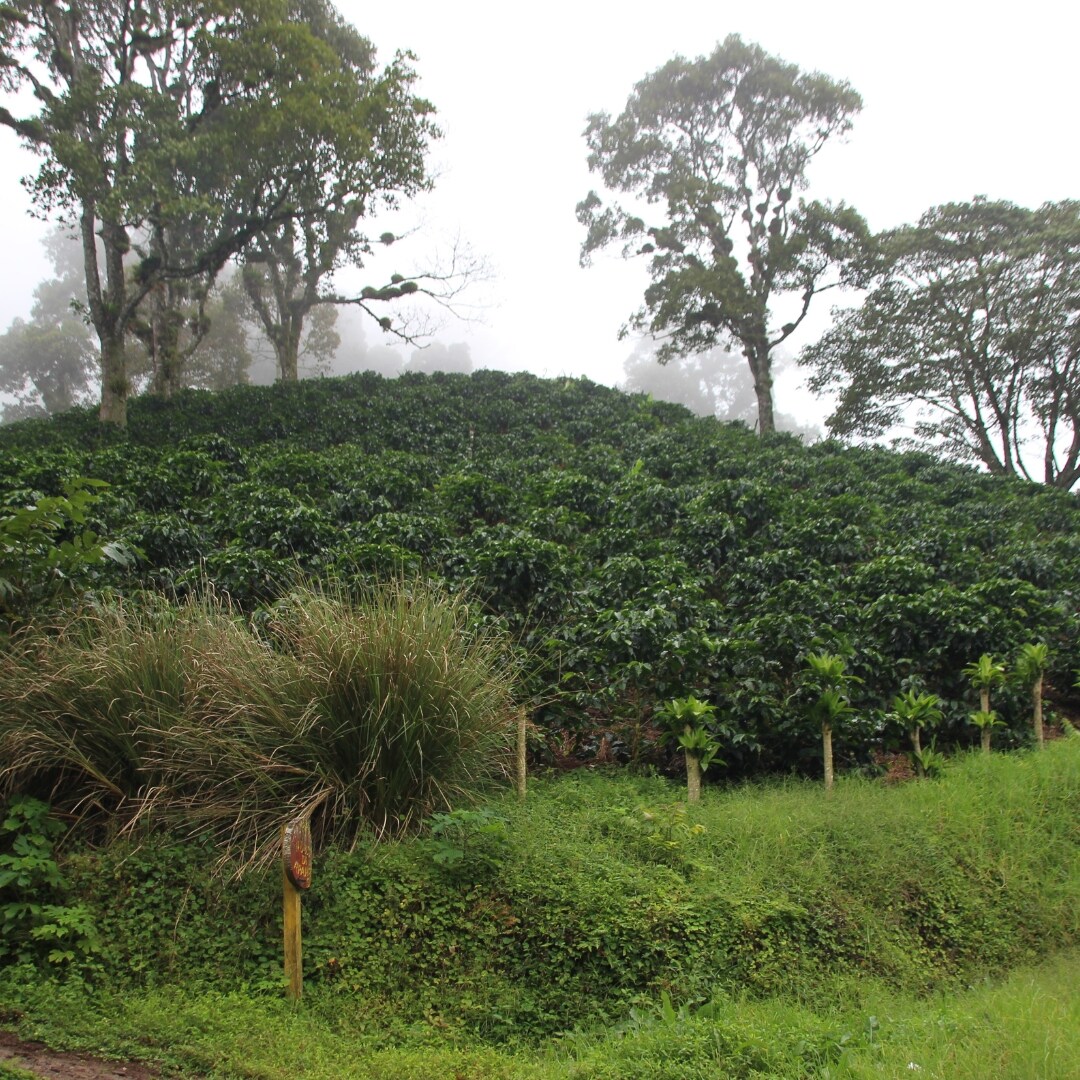 La Bastilla Anaerobic Geisha SHG/EP