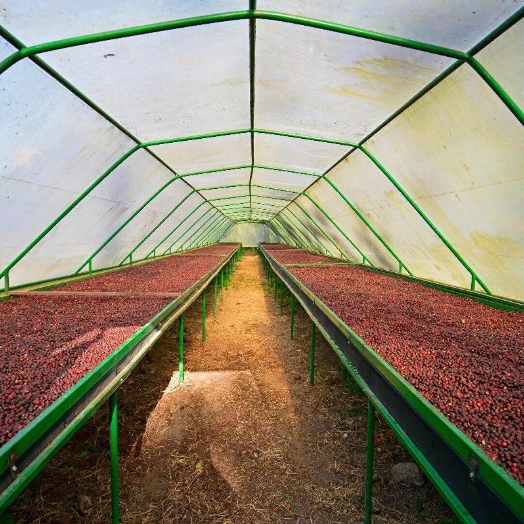 La Bastilla Geisha Natural SHG/EP