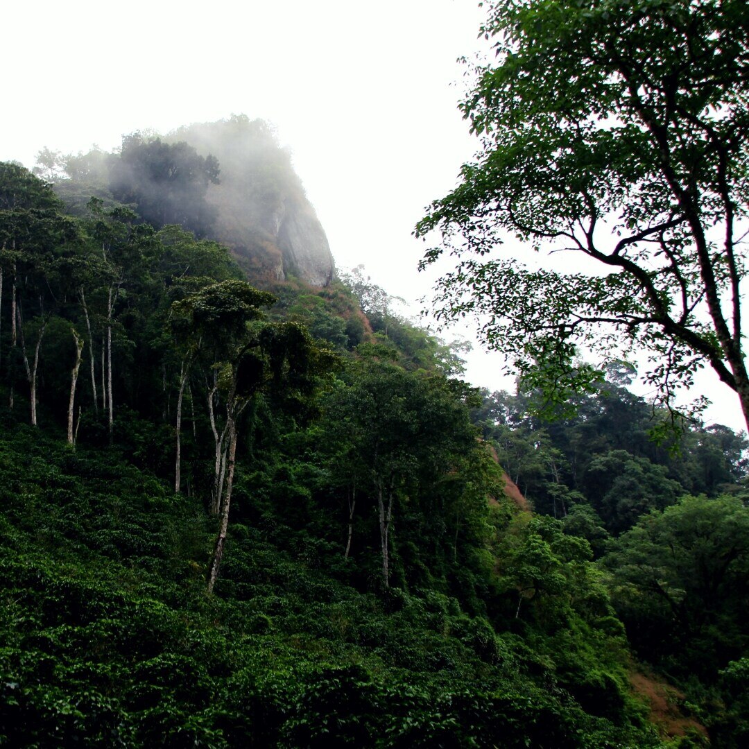 La Bastilla Washed Geisha SHG/EP