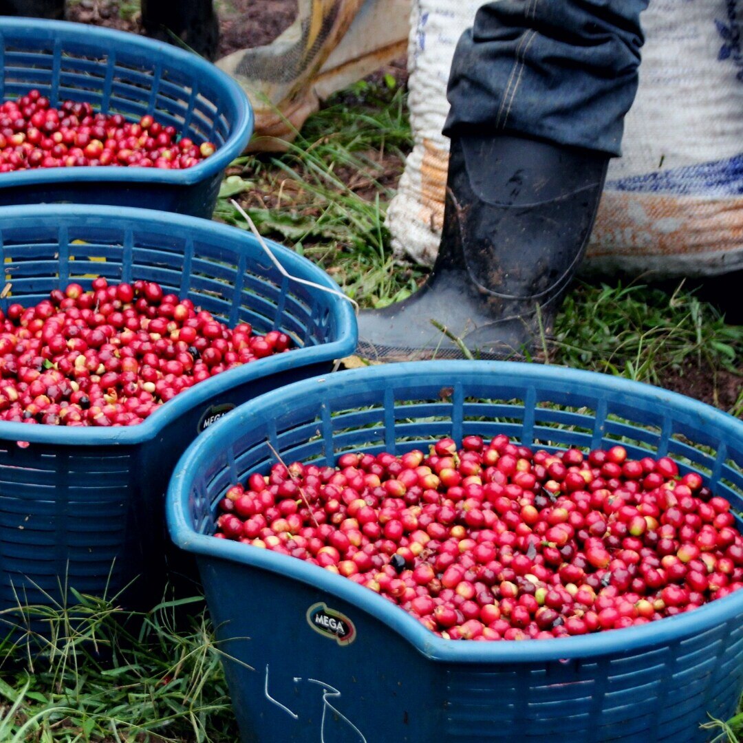 La Bastilla Honey Geisha SHG/EP