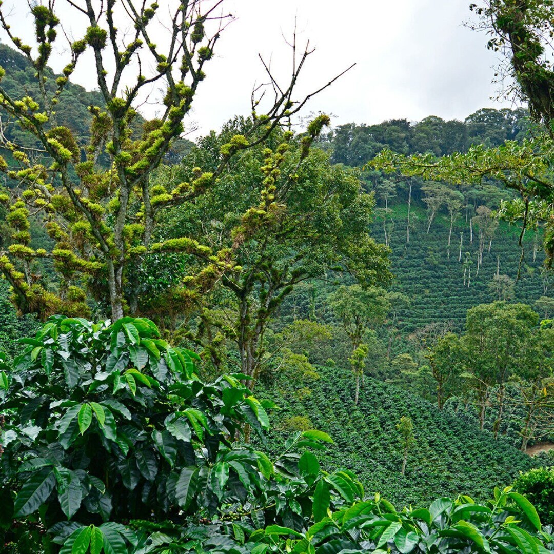 La Bastilla Anaerobic Yeast Fermentation Geisha SHG/EP