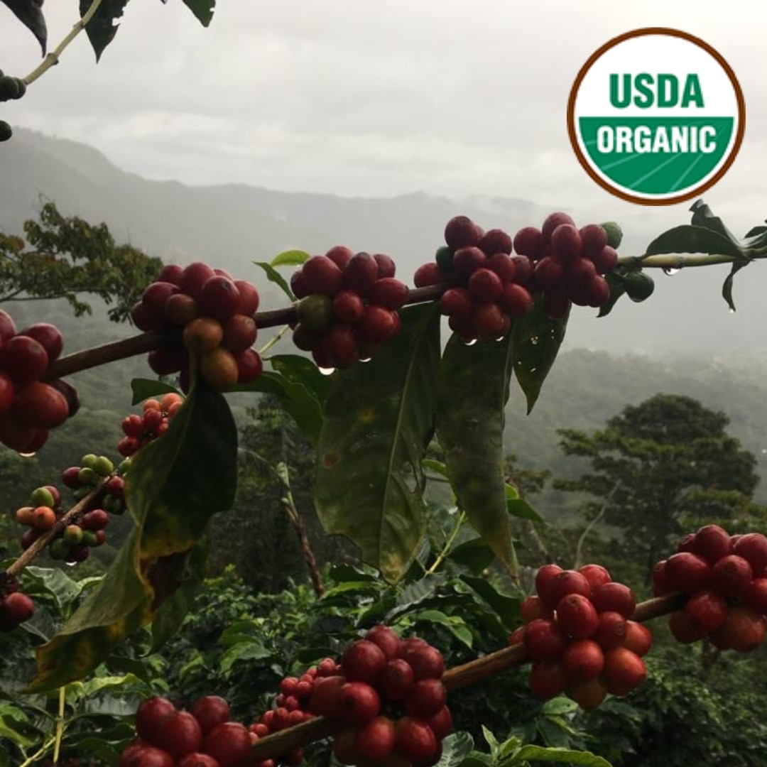 Matagalpa Organic Washed SHG EP