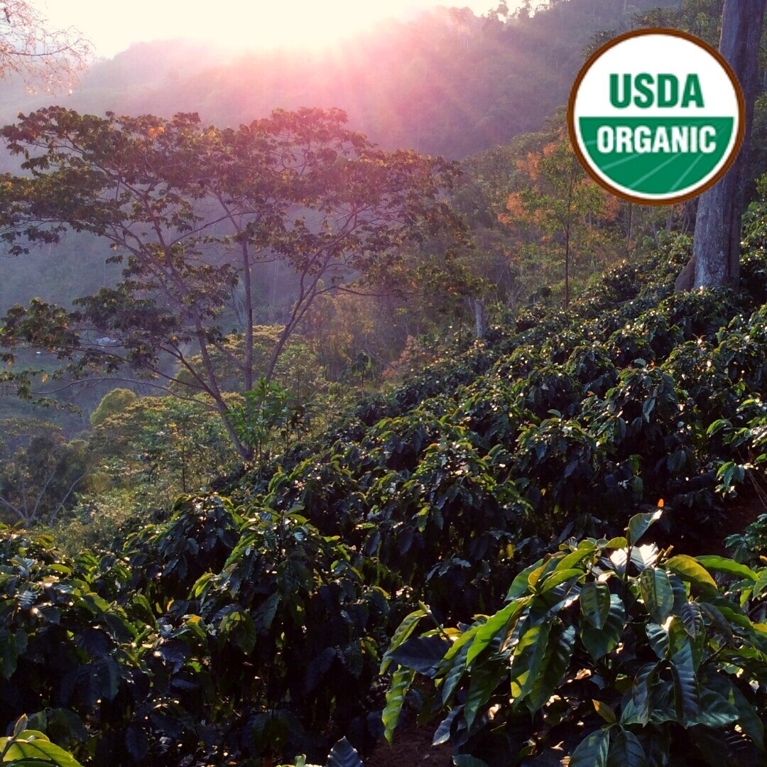 Organic Capili Peaberry Washed