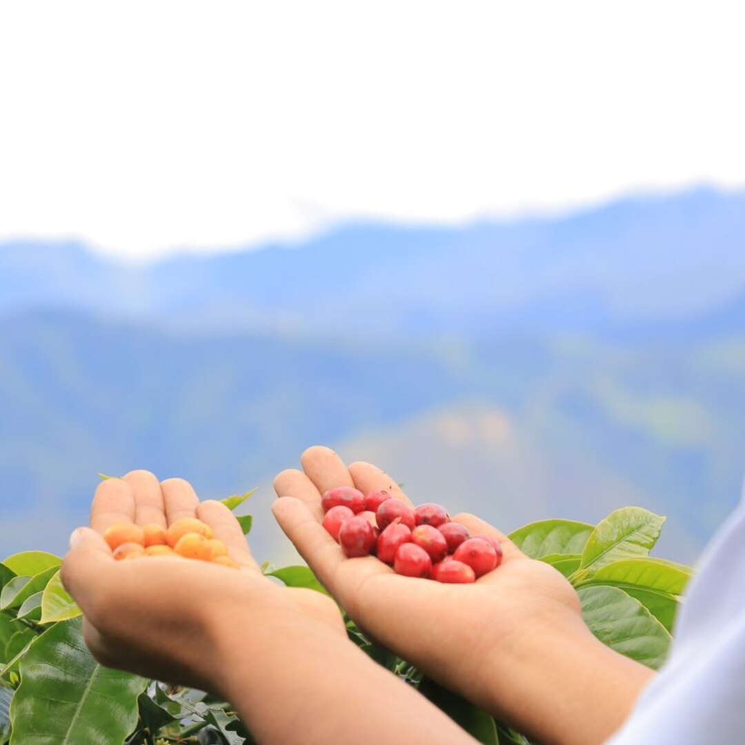 Warmikuna Women's Coffee G1 Washed SHB/EP