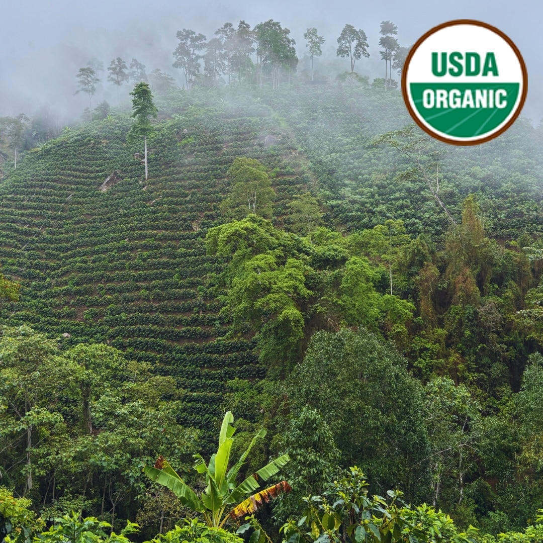 Organic Jaén G1 Washed