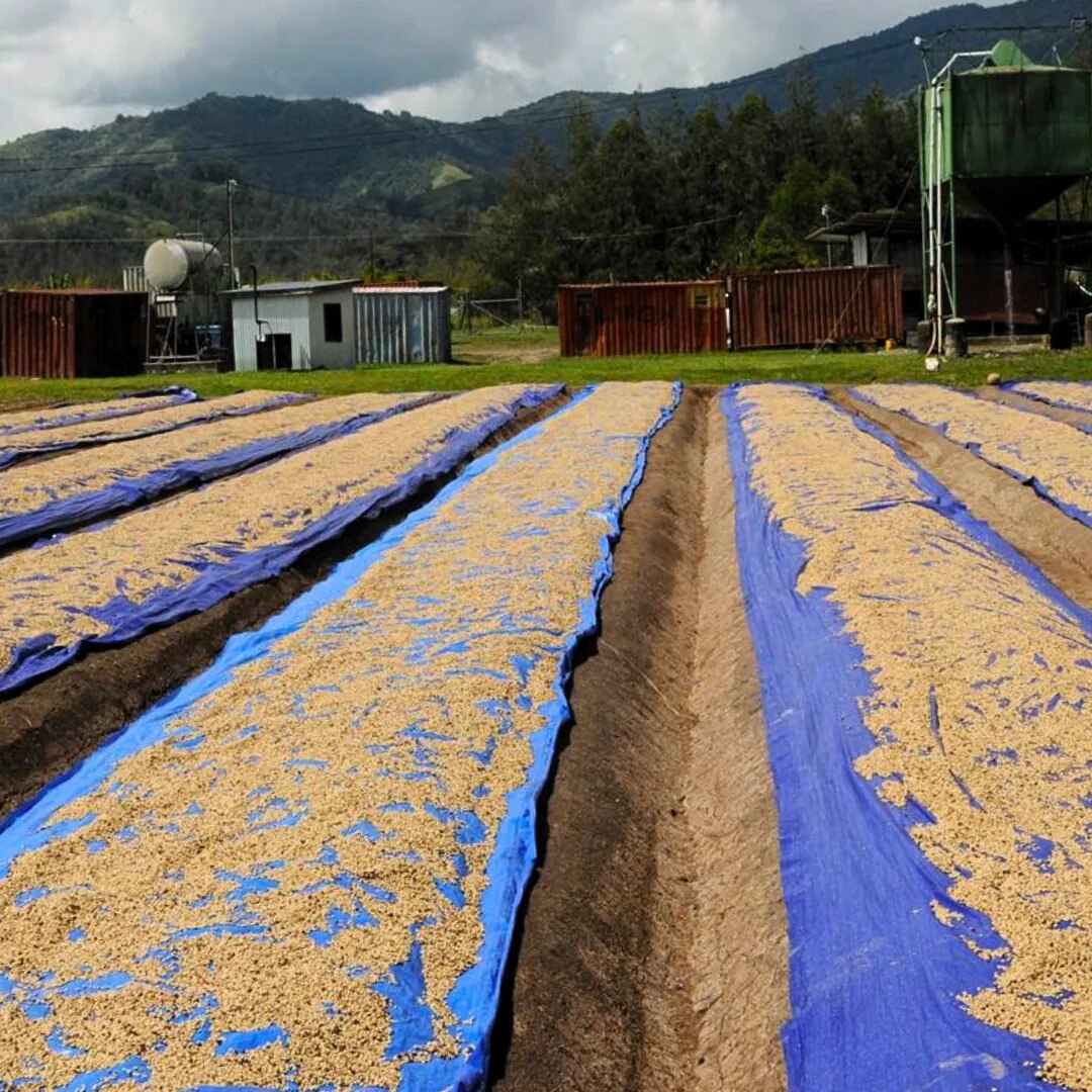 Eastern Highlands Peaberry Plus