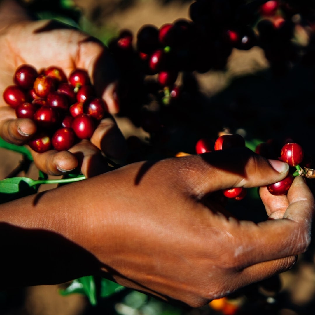 Peaberry Plus Washed