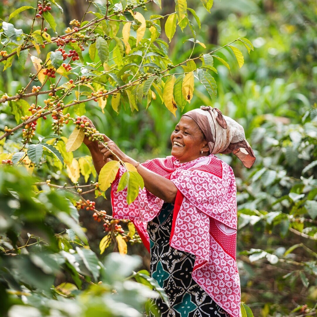 AA Usawa Kahawa Project