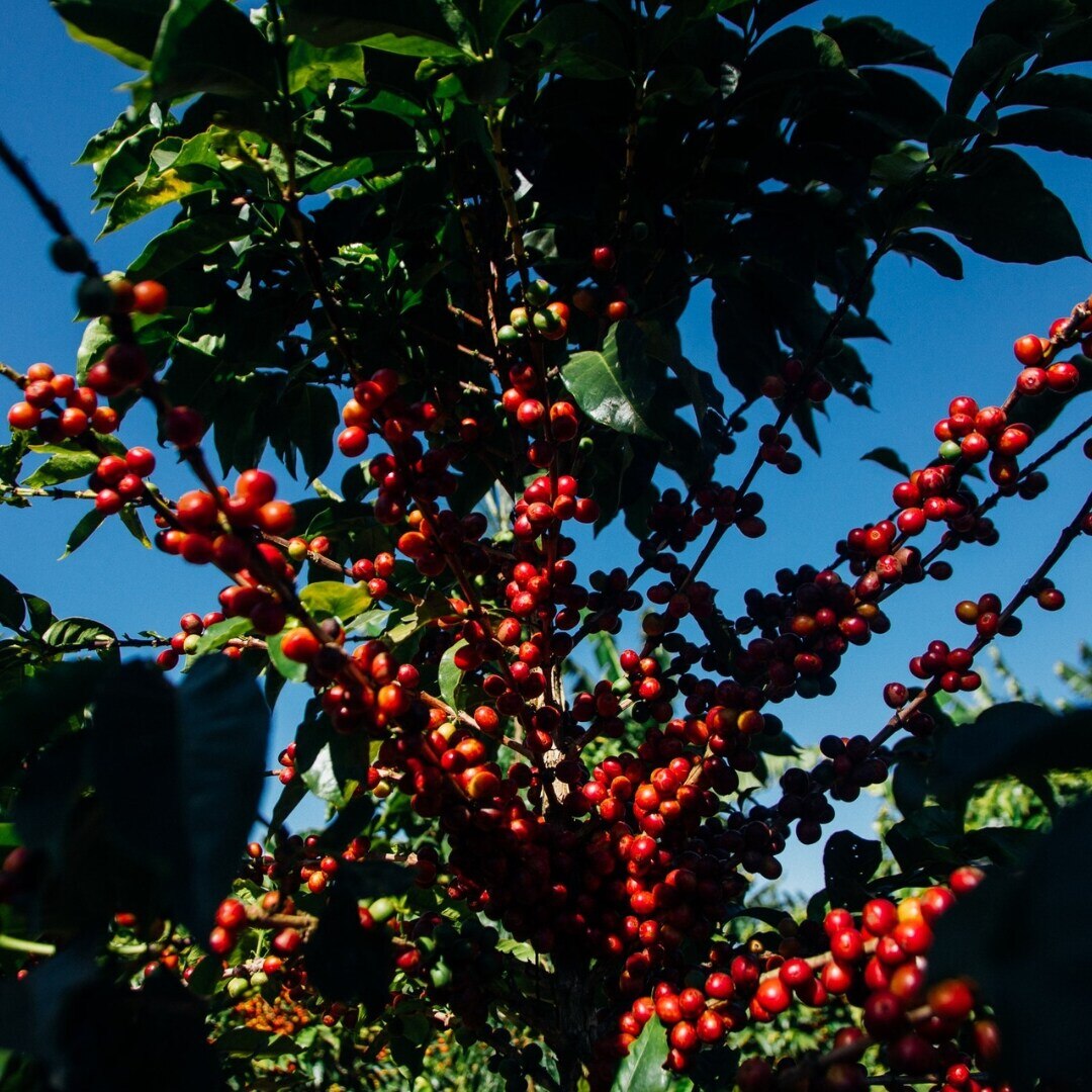 Mbeya Mwangoka Farm AA/AB Washed