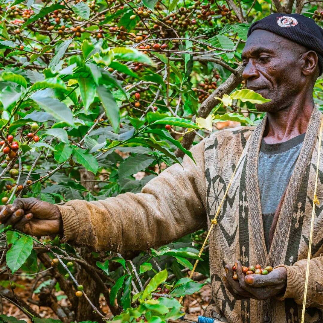 Robusta Natural 16 Superior