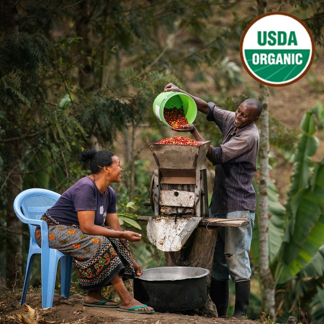 Organic Kilimanjaro AA/AB