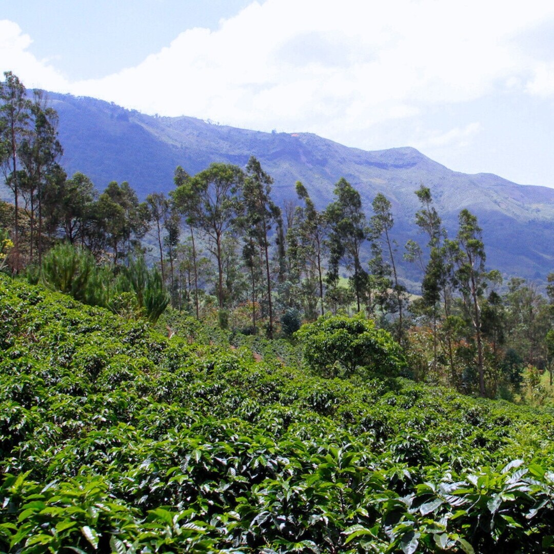 Chonta G1 Washed SHB