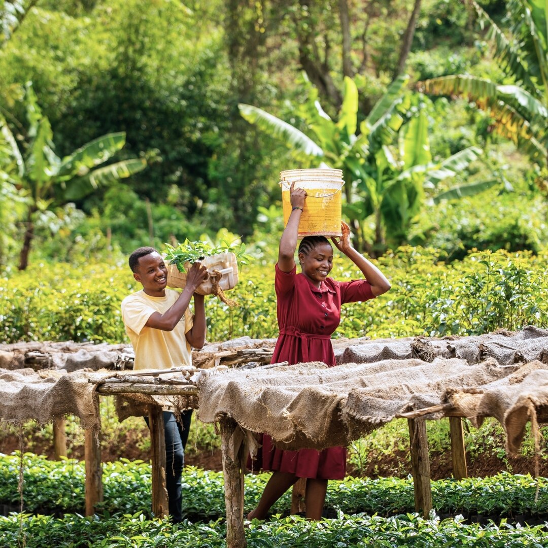 Peaberry Plus Washed