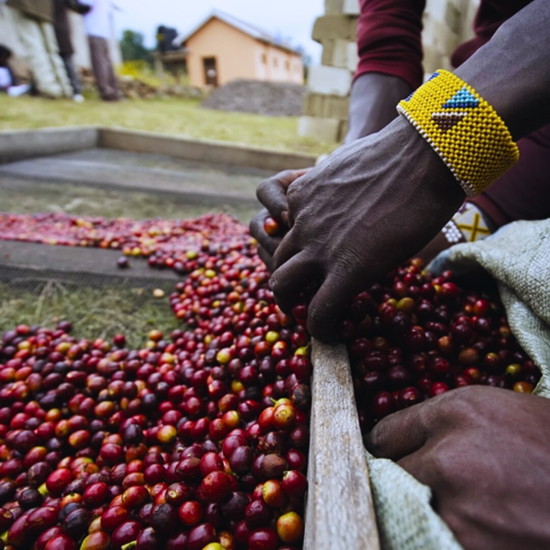 Robusta Natural 16 Superior