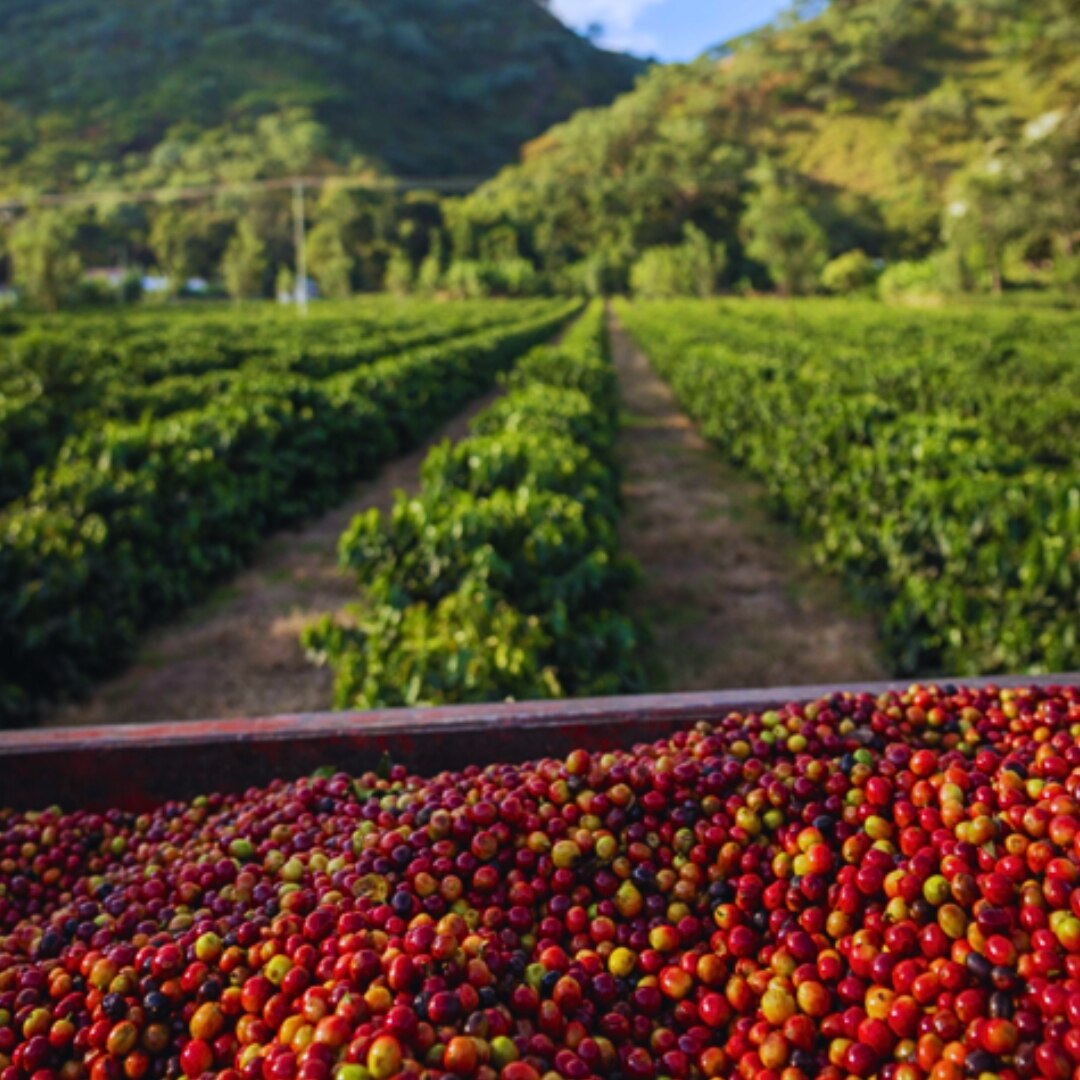 Utengule Estate Natural