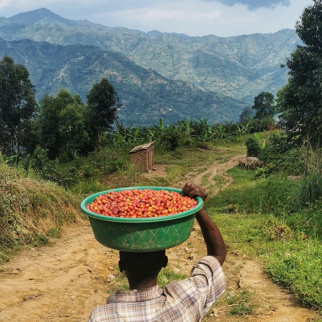 Rwenzori Kasese Natural