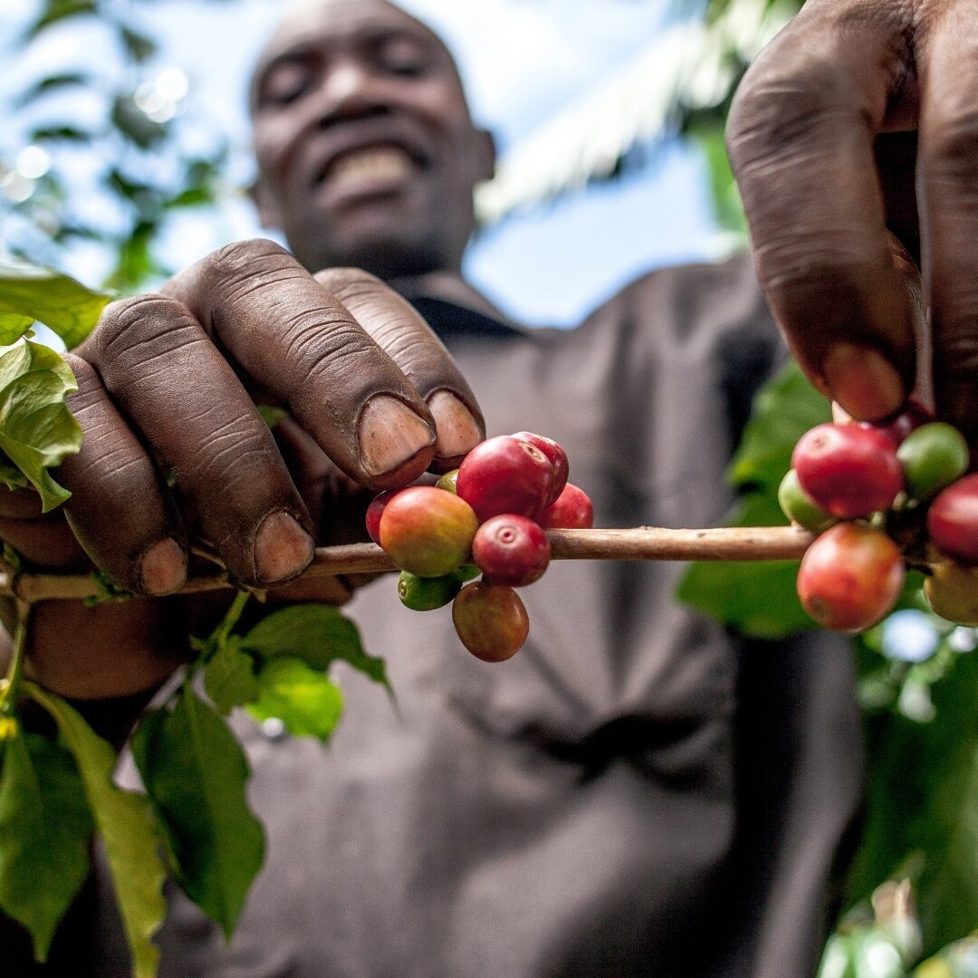 Mt Elgon Black Honey